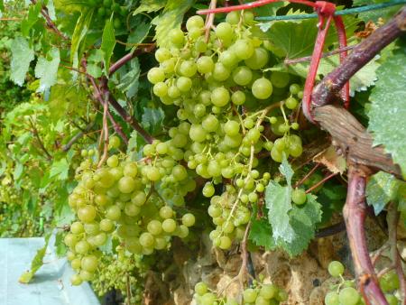 Les raisins de Tartifume