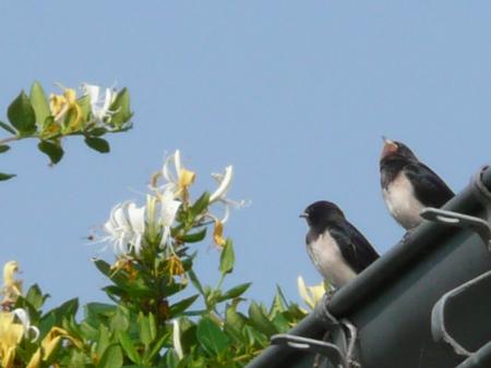 elles sont parties les hirondelles