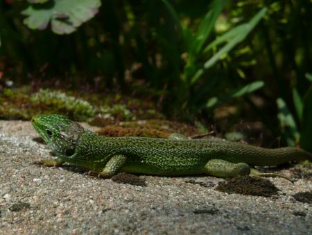 encore un hote du jardin que domi n'aime pas du tout