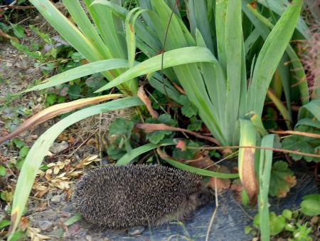 un autre habitant du jardin