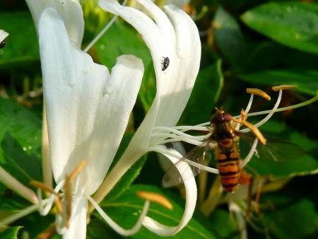 Au jardin de fleurs de Domi