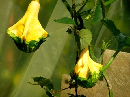 Qu'est ce que c'est ?