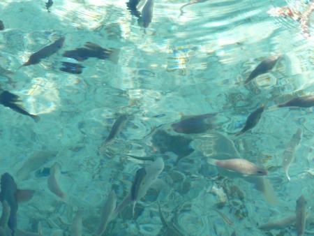 qui a peur de se baigner avec les poissons?